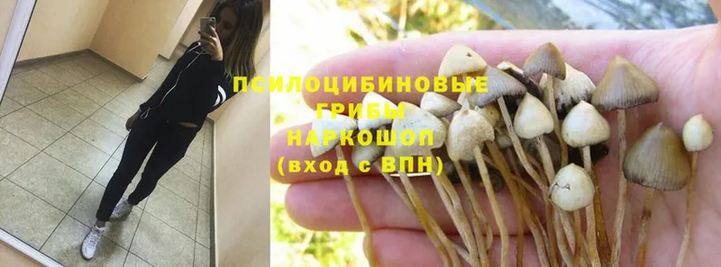 Галлюциногенные грибы Psilocybine cubensis  где купить   Владимир 